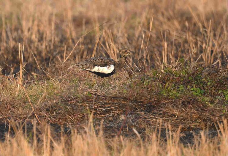 01 b Bengal Florican Photo Credit Dr Ajay Kr. Saraf 1 768x525